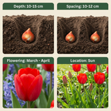 60x Tulipa Triumph Red - Triomftulp - Rood - Voorjaarsbloeier - Bolmaat 11/12