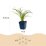 Green boutiQ - Vasteplant - Hemerocallis Stella d'Oro - Daglelie - Bijen en Vlinderlokkers - Geel - 3 Planten - Pot 11cm - Hoogte 15-25cm