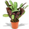 Ctenanthe Amagris - Ø 14 cm - Hoogte: 35 - 40 cm