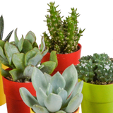 Cactus en vetplanten mix 5.5 cm | 15 stuks - in gekleurde plasticpot