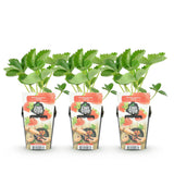 Green boutiQ - Fruitplanten - Aardbei - Fragaria Elsanta - Winterhard - 3 Planten - Pot 9 cm - Rode Aardbei