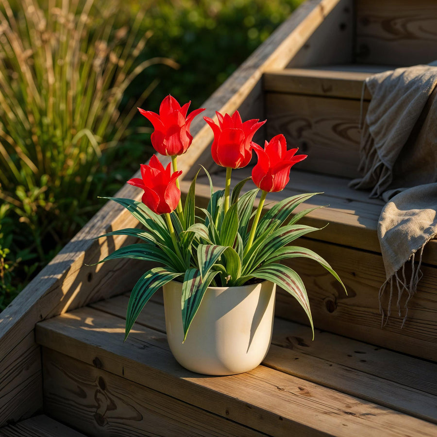 Tulpenbollen Greigii Red — rood, 15 stuks (bolmaat 11/12)