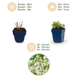 Green boutiQ - Vasteplant - Nepeta faassenii Snowflake - Kattenkruid - Bijen en Vlinderlokkers - Wit - 12 Planten - Pot 11cm - Hoogte 15-25cm