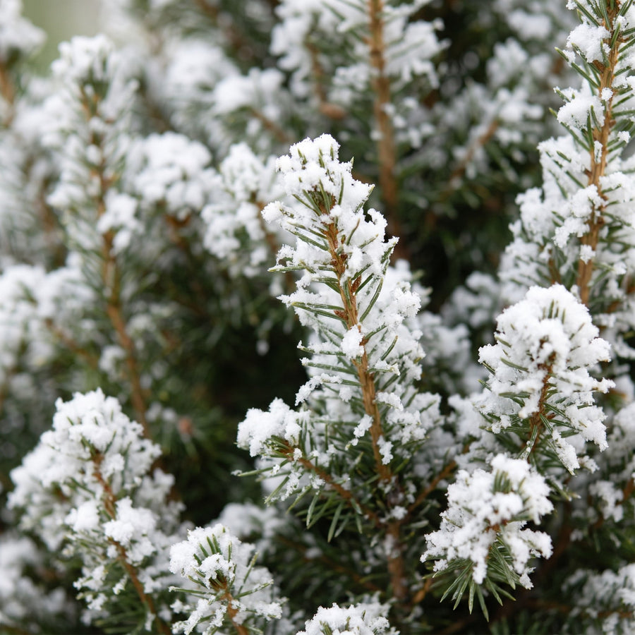 Set van 4 – Pot Ø17 cm · 65 cm hoog · Kegelspar kerstboom besneeuwd · met zinken pot (foto 4)