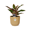 Aglaonema Crete in ELHO Vibes Fold 14cm geel