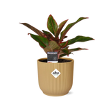 Aglaonema Crete in ELHO Vibes Fold 14cm geel