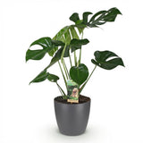 Green BoutiQ - Kamerplanten - Monstera Deliciosa - Gatenplant - Weinig onderhoud - Groen - 1 Plant - met Potter Grijs - Pot 21cm - Hoogte 70-80cm