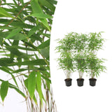 6x Fargesia Rufa Ø13 cm - ↕25 cm Bamboe