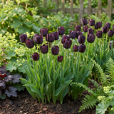 35x Tulipa Black - Zwarte tulp - Zwart - Voorjaarsbloeier - Bolmaat 10/11