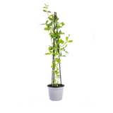 4x Mix Set uit Kletterpflanten: Rhodochiton, Cobea, Lathyrus & Ipomoea Ø13 cm - ↕60 cm