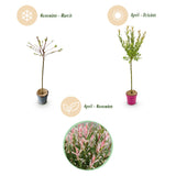 4x - Salix Flamingo - Ø19cm - ↕90-100cm