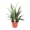Sansevieria Diamond Green - Ø25cm - ↕80cm