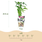 Green boutiQ - Fruitplanten - Doornloze Braam - Rubus Thornfree - Winterhard - 3 Planten - Pot 9 cm - Zwarte Braam