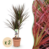 Green BoutiQ - Green is... Kamerplanten - Dracaena Magenta - Drakenbloedboom - Weinig onderhoud - Groen - 2 Planten - Pot 17cm - Hoogte 70-80cm