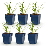 Green boutiQ - Vasteplant - Agapanthus africanus Albus - Afrikaanse Lelie - Bijen en Vlinderlokkers - Wit - 6 Planten - Pot 11cm - Hoogte 15-25cm