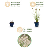 Green boutiQ - Grassen - Pennisetum alop. Hameln - Lampenpoetsergras - Met Pluim - Groen - 6 Planten - Pot 11cm - Hoogte 15-25cm