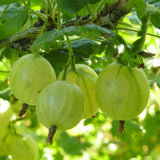 Green boutiQ - Fruitplant - Ribes uva-crispa Hinnonmäki Grün - Kruisbes - Winterhard - Groene Bes - 2 Planten - Pot 15cm - Hoogte 50cm