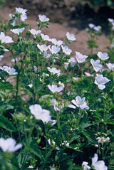 48x Geranium sang. 'Album' - ↕10-25cm - Ø9cm