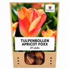 Tulpenbollen Apricot Foxx — zalmroze tulp, 20 stuks (maat 11/12)