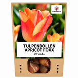 Tulpenbollen Apricot Foxx — zalmroze tulp, 20 stuks (maat 11/12)