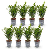 Green boutiQ - 8x Buxus sempervirens - Palmboompje - Haagplanten - Groenblijvend - Groen - Pot 9cm - Hoogte 20-25cm