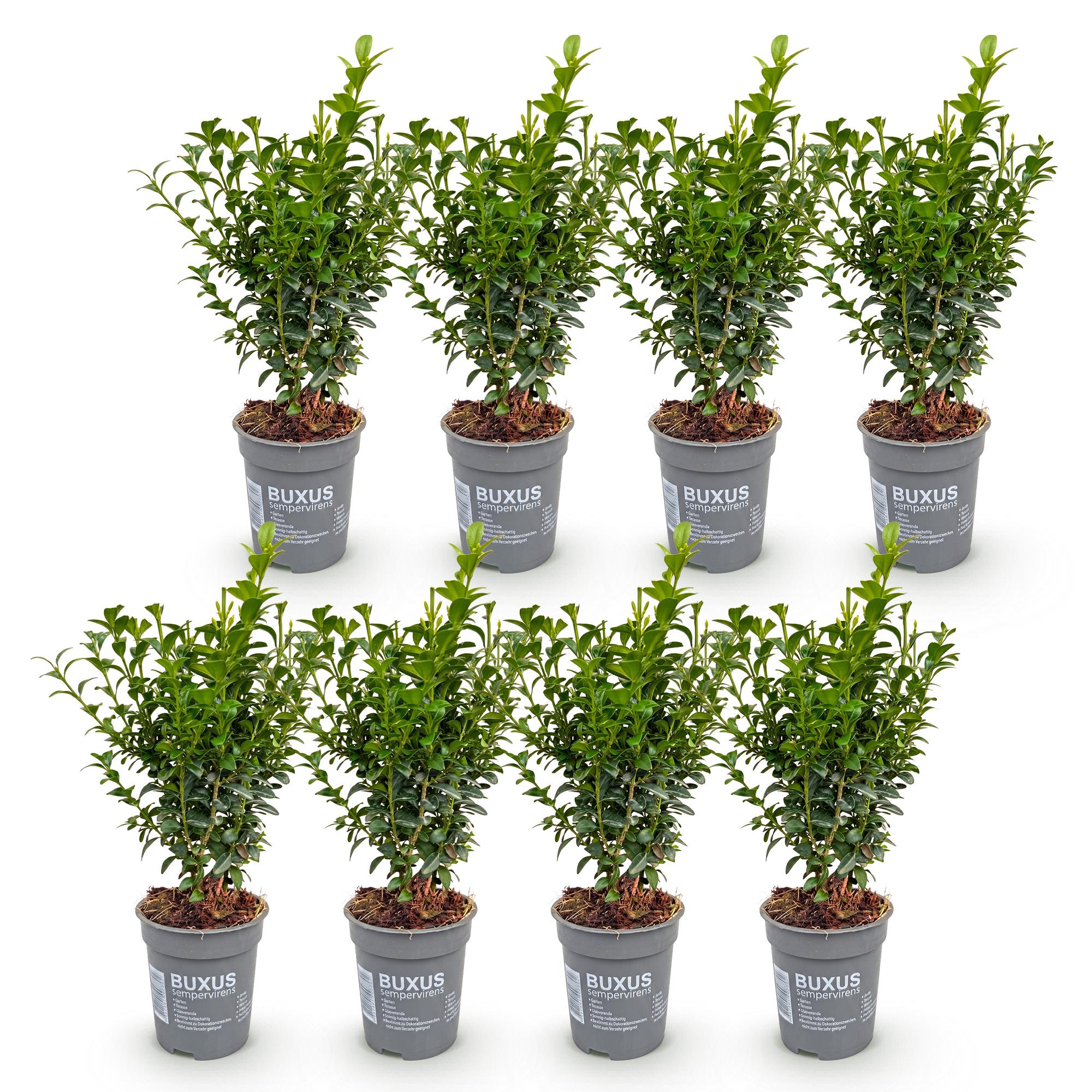 Green boutiQ - 8x Buxus sempervirens - Palmboompje - Haagplanten - Groenblijvend - Groen - Pot 9cm - Hoogte 20-25cm