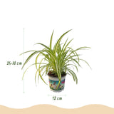 Green boutiQ - Kamerplant - Chlorophytum comosum Variegatum - Bonte Graslelie - Huisdiervriendelijke Plant - Groen - 2 Planten - met Potter Grijs - Pot 12cm - Hoogte 20cm
