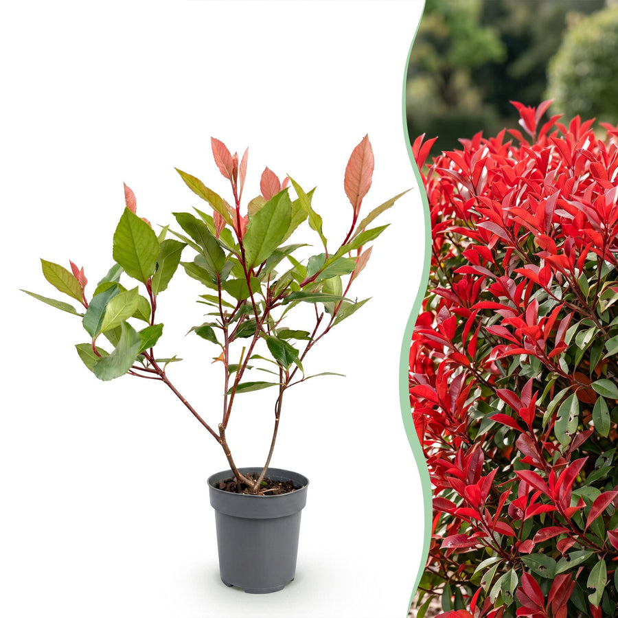 Photinia fraseri Little Red Robin — Glansmispelhaag, 24 stuks, 25-35 cm