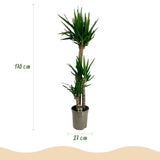 Green boutiQ - Kamerplant - Yucca elephantipes - Yucca - Weinig onderhoud - Groen - 1 - Pot 27cm - Hoogte 170cm