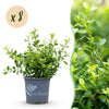 Green boutiQ - Buxus Haag - BetterBuxus Babylon Beauty - Resistant tegen de Buxus schimmel - 8 planten - 1 strekkende meter - pot 9cm hoogte 20-25