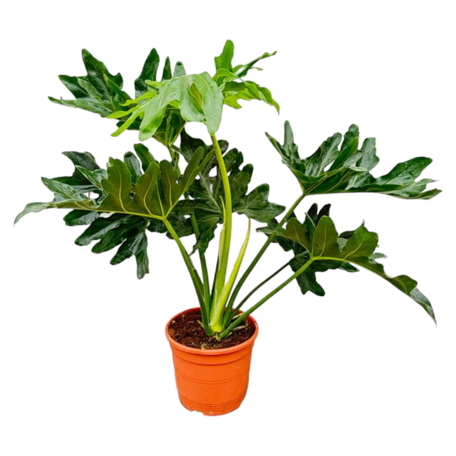 Philodendron Selloum – 60 cm hoog