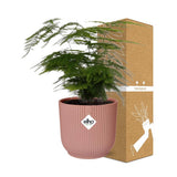 Asparagus Setaceus ‘Plumosus’ in ELHO Vibes Fold 14cm roze