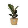 Ficus Elastica ‘Robusta’ in ELHO Vibes Fold 14cm geel