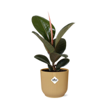 Ficus Elastica ‘Robusta’ in ELHO Vibes Fold 14cm geel