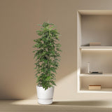 Monstera Monkey Leaf gaasrek - 180 cm - ø27