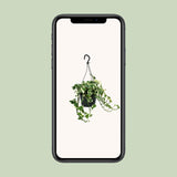 Scindapsus (Epipremnum) N’Joy - Ø15cm - ↕35cm