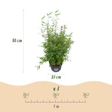 Green boutiQ - Grassen - Fargesia nitida Red Dragon - Niet Woekerende Bamboe - Bladhoudend - Groen - 1 Plant - Pot 23 cm - Hoogte 80 cm