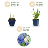 Green boutiQ - Vasteplant - Agapanthus Duo - Afrikaanse Lelie - Bijen en Vlinderlokkers - Blauw - Wit - 6 Planten - Pot 11cm - Hoogte 15-25cm