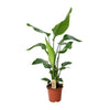 PROMO - Strelitzia Nicolai - Ø19cm - ↕90cm