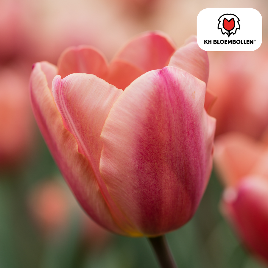 Tulpenbollen Apricot Foxx — zalmroze tulp, 20 stuks (maat 11/12)