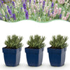 Green boutiQ - Vasteplant - Lavandula Tricolour - Lavendel - Geurend - Blauw - Roze - Wit - 6 Planten - Pot 11cm - Hoogte 15-25cm
