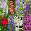Green boutiQ - Vasteplant - Borderpakket - Geurend - Diversen - Soorten en kleuren - 6 Planten - Pot 11cm - Hoogte 15-25cm