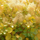 Green boutiQ - Tuinplant - Cotinus coggyria Golden Spirit - Geel - 3 Planten - Bladverliezend - Weinig Onderhoud - Pot 12cm Hoogte 35cm