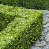 Green boutiQ - Haagplanten - Buxus sempervirens -blad groen - 6 planten - 1 strekkende meter - groenblijvend - pot 17cm hoogte 45cm