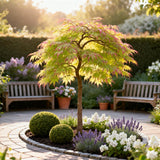 Green boutiQ - Tuinplant - Acer palmatum Little Princess - Groen - 1 Plant - Bladverliezend - Weinig Onderhoud - Pot 12cm Hoogte 35cm