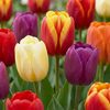 35x Tulipa Triumph mix - Triomf-tulp mix - Diversen - Voorjaarsbloeier - Bolmaat 11/17