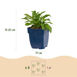 Green boutiQ - Vasteplant - Campanula persicaria Duo - Perzikbladklokje - Bijen- en vlinderlokkers - Blauw - Wit - 12 Planten - Pot 11cm - Hoogte 15-25cm