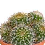 Cactus en vetplanten mix 5.5 cm | 15 stuks - in terracotta pot