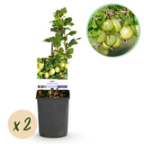 Green boutiQ - Fruitplant - Kruisbes - Ribes uva-crispa Invicta - Groene Bes - 2 planten -Pot 11cm Hoogte 40cm
