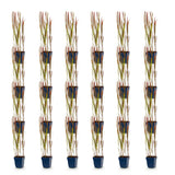 Green boutiQ - Grassen - Imperata cylindrica Red Baron - Japans bloedgras - Rode uitlopers - Rood - 24 Planten - Pot 11cm - Hoogte 15-25cm